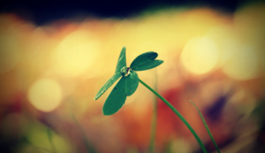 本菲卡悲情出局，欧冠之路断章